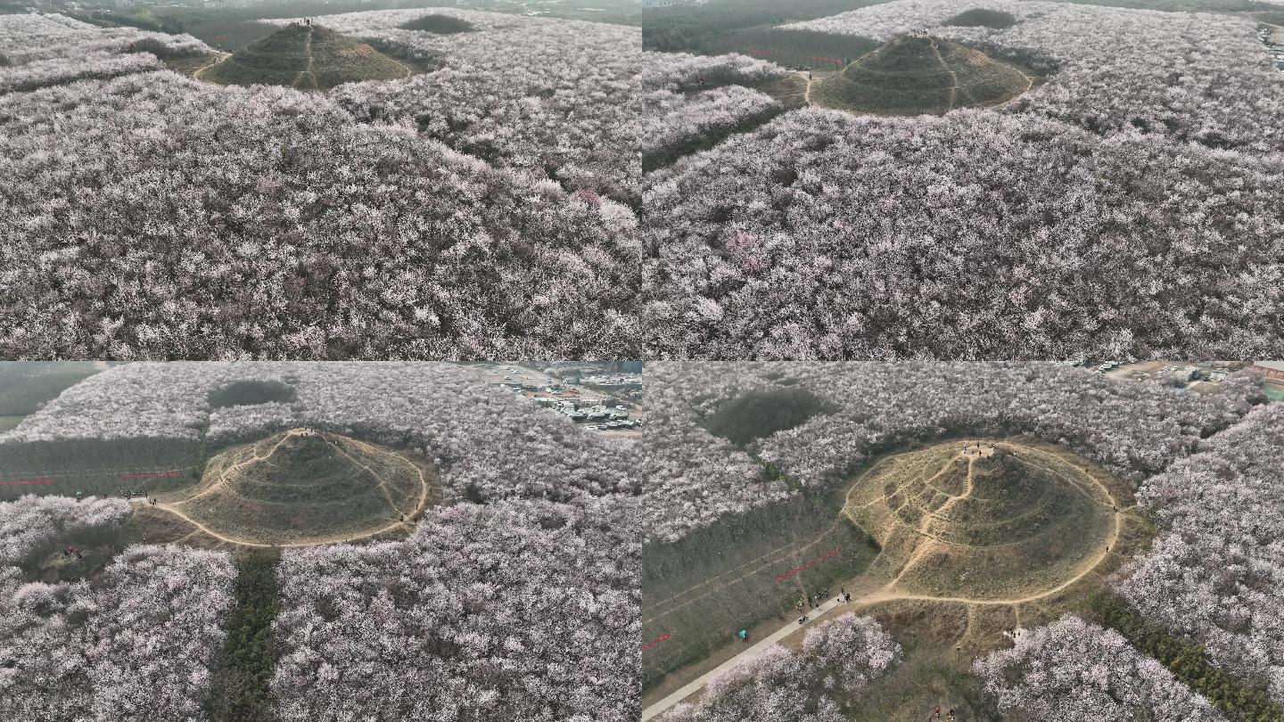 明秦王墓桃花花海航拍西安旅游十里桃花素材