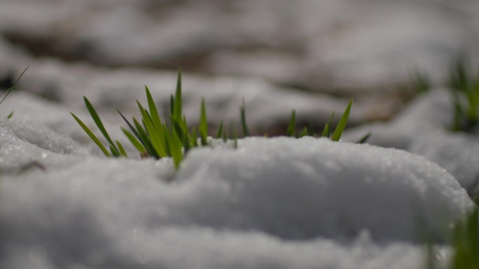 雪中的小草