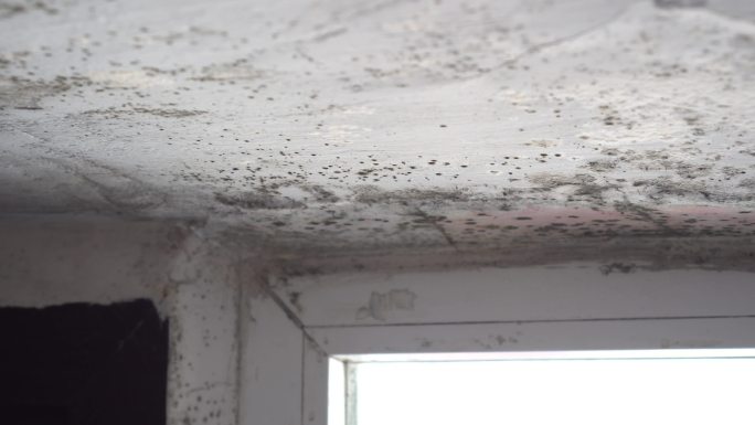 屋顶漏水导致室内霉菌生长