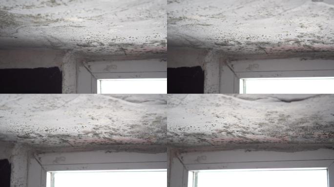 屋顶漏水导致室内霉菌生长