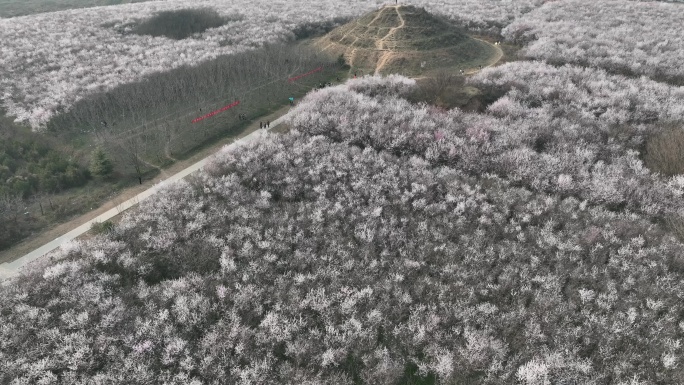 明秦王墓桃花花海航拍西安旅游十里桃花素材