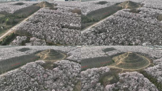 明秦王墓桃花花海航拍西安旅游十里桃花素材