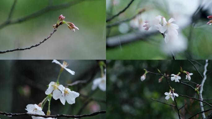 春天春雨樱花唯美升格空镜