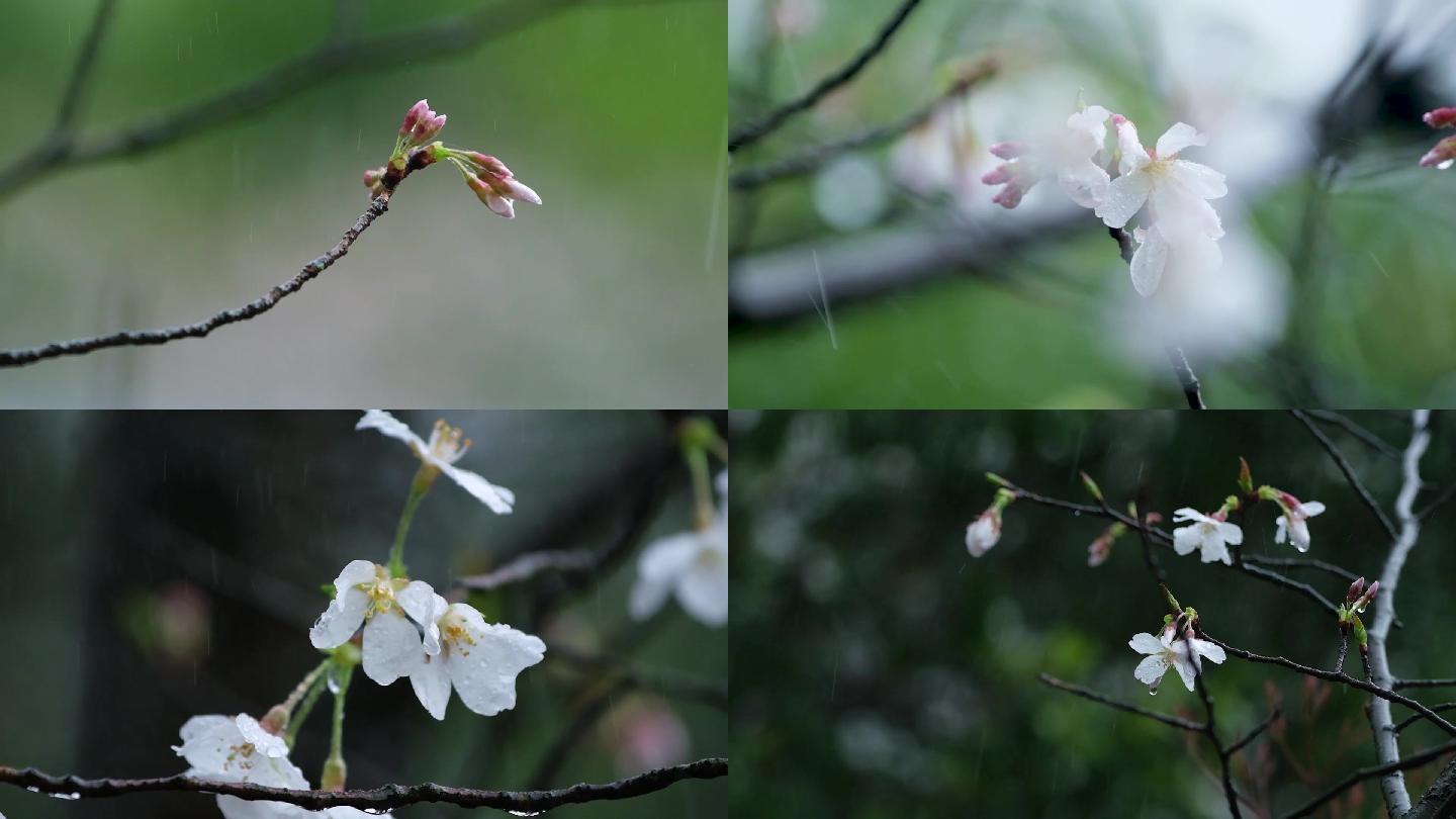 春天春雨樱花唯美升格空镜