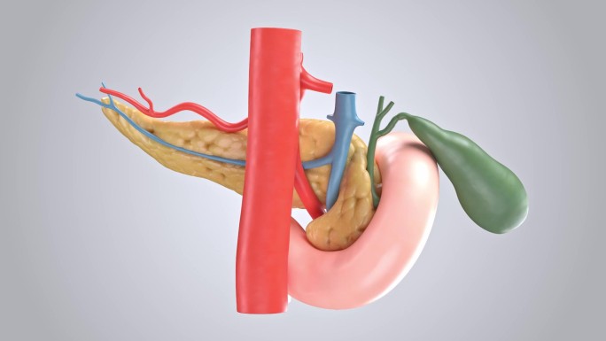 十二指肠和血管的人体胰腺的三维动画