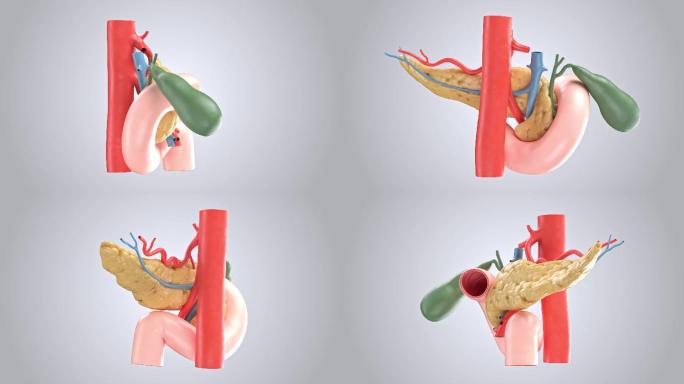 十二指肠和血管的人体胰腺的三维动画
