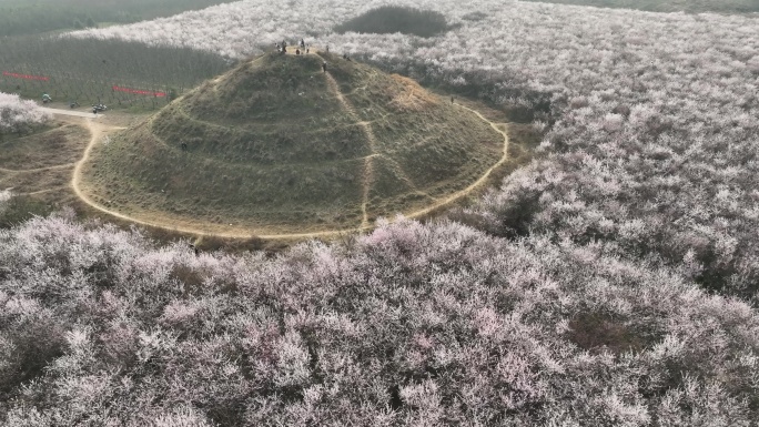 明秦王墓桃花花海航拍西安旅游十里桃花素材