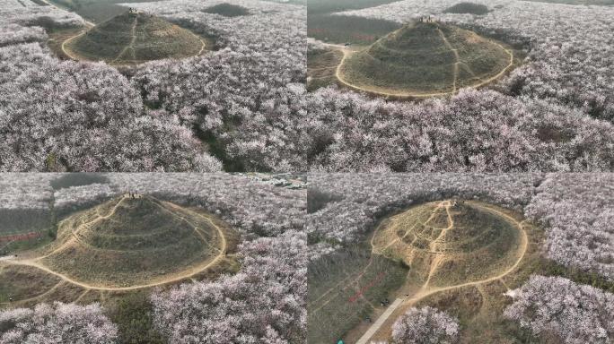 明秦王墓桃花花海航拍西安旅游十里桃花素材