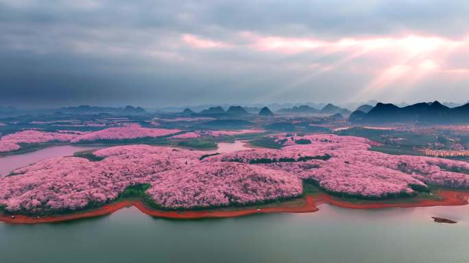 平坝樱花