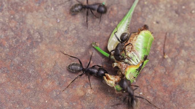 蚂蚁吃蟋蟀蚁群动物觅食大蚂蚁