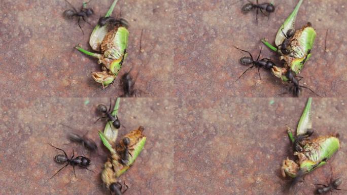蚂蚁吃蟋蟀蚁群动物觅食大蚂蚁