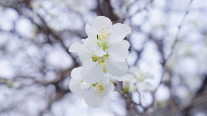 春分立春桃花盛开