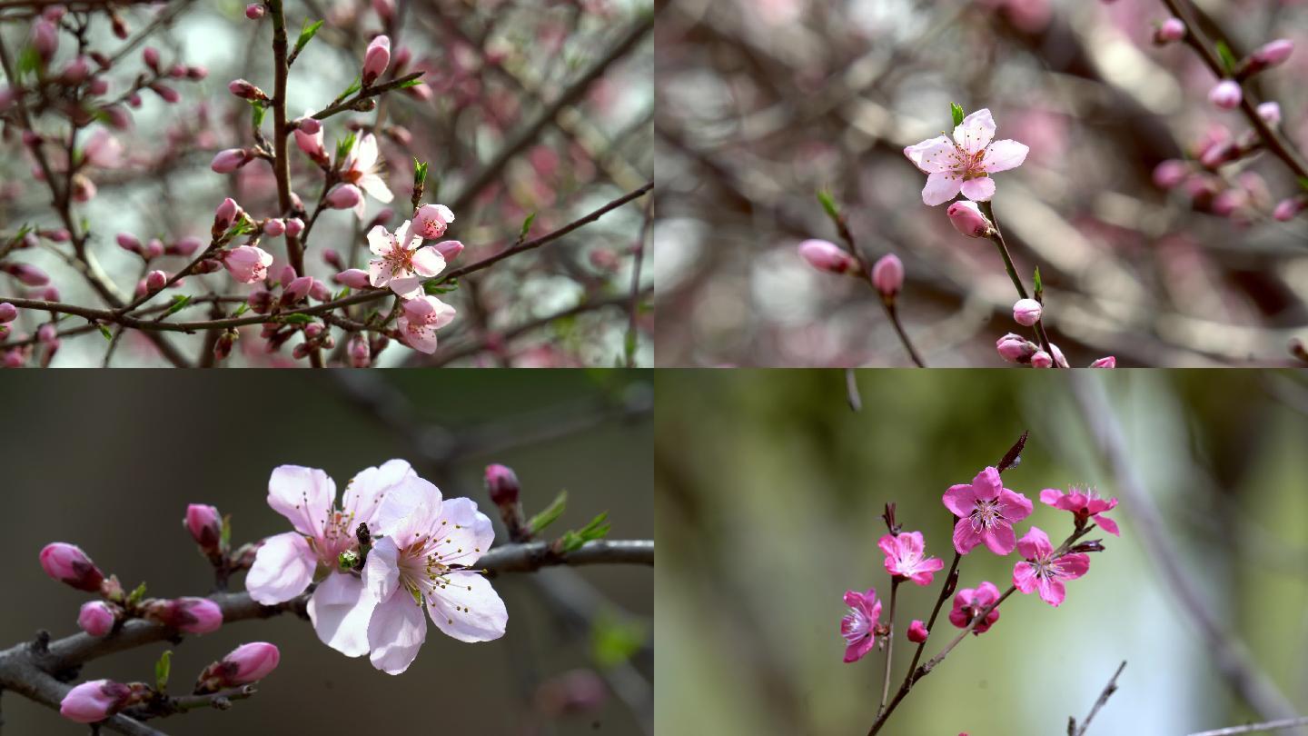 桃花