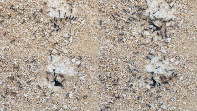 黑蚂蚁在地上筑巢的特写镜头