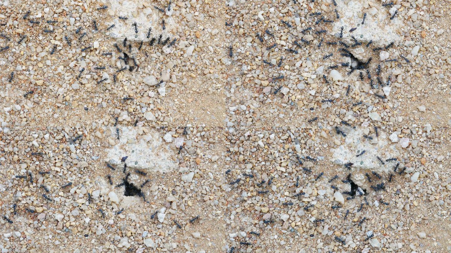 黑蚂蚁在地上筑巢的特写镜头