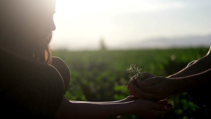 父亲把幼嫩的植物放在小女孩的手上