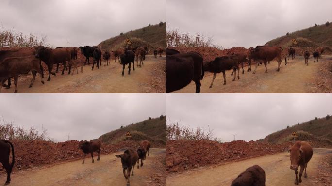 一群牛走在路上