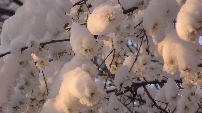 树挂春意桃树冰灾害雪冰箱中的挑花春光明媚