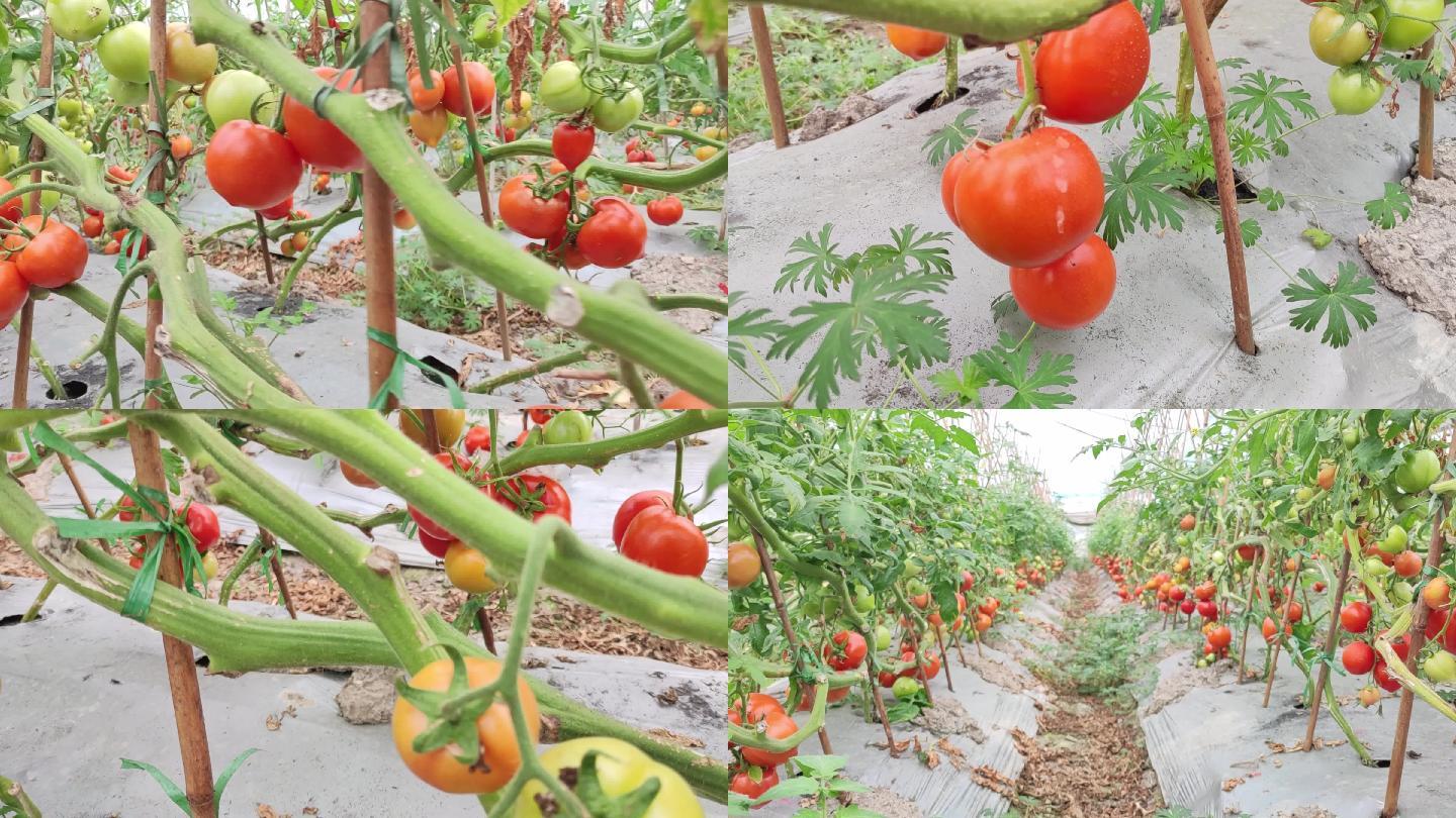 西红柿4K原视频