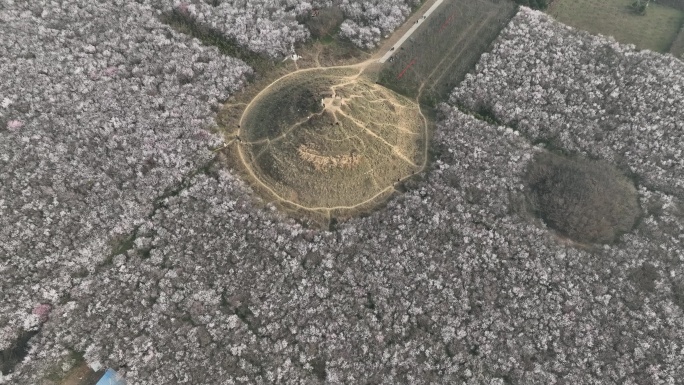 明秦王墓桃花花海航拍西安旅游十里桃花素材