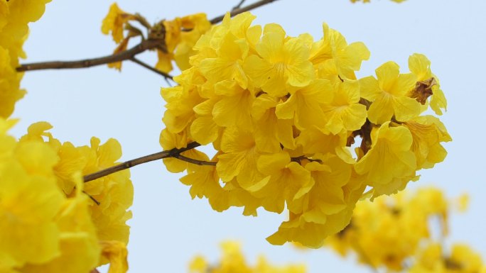 黄花风铃木黄花风铃树