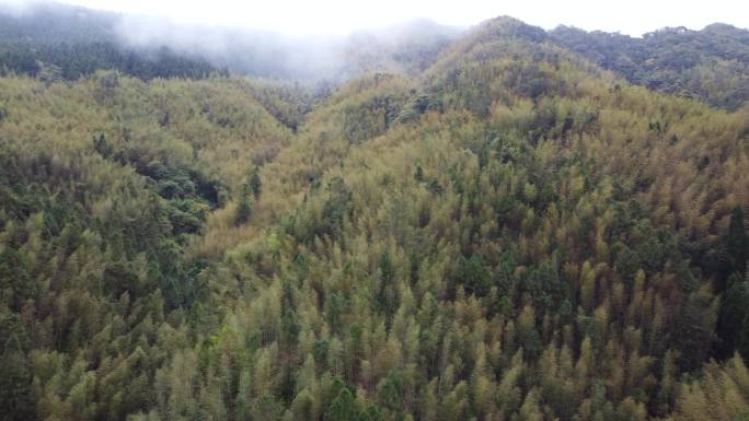 毛竹林山间云雾缭绕