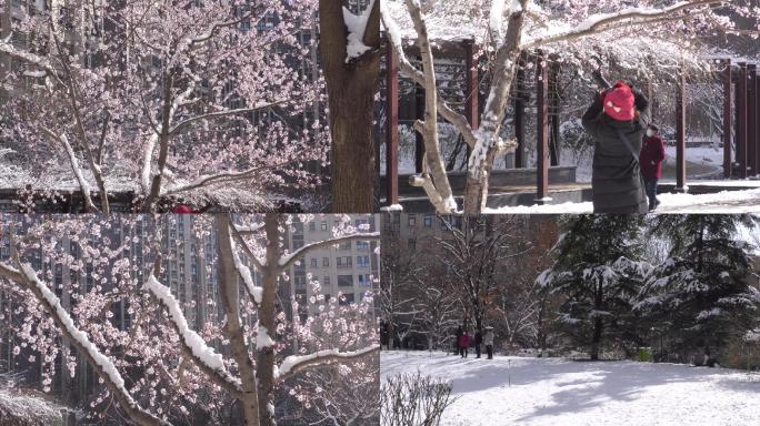 城市下雪雪后初晴小区雪景孩子们打雪仗玩雪