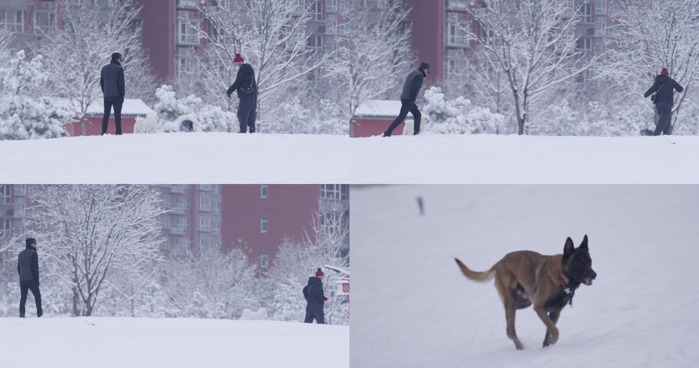 居民楼雪地，遛狗，北方城市小区，市民