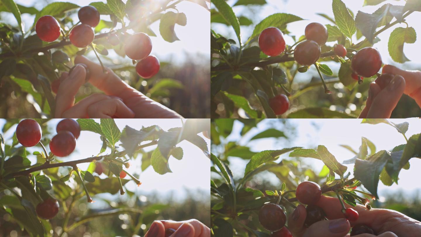 摘樱桃的特写镜头种植农业乡村振兴水果蔬菜
