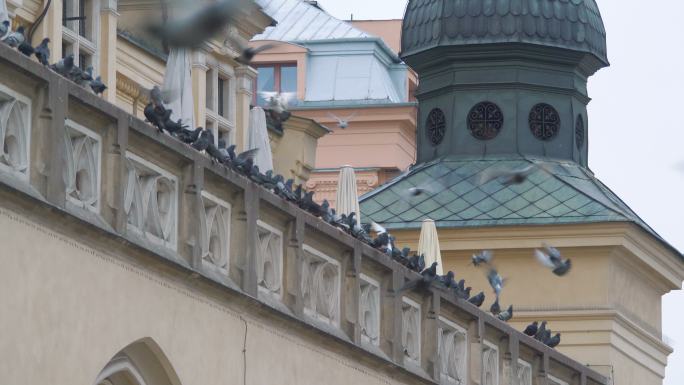 一群鸽子在城市里飞行