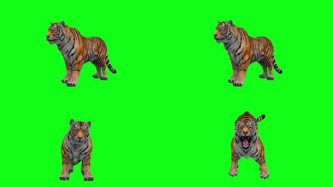 老虎咆哮动画抠像通道特效视频3D