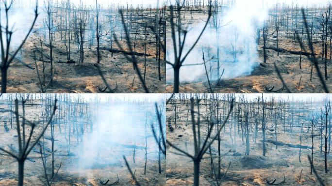 被烧毁的森林