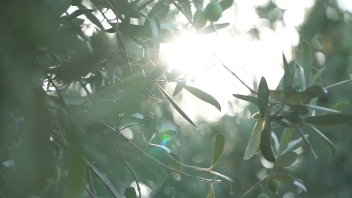 有阳光的橄榄树唯美阳光森林树叶逆光竹林柳