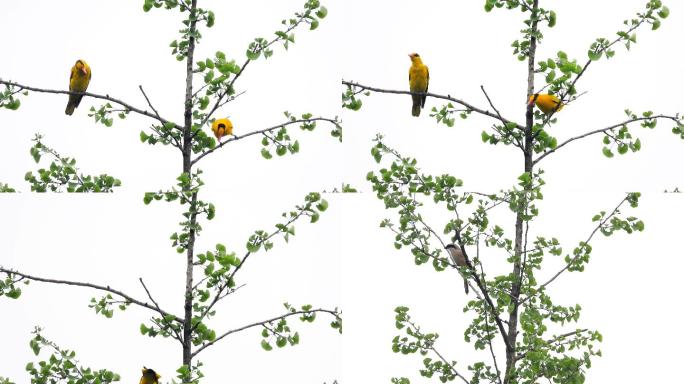 两个黄鹂鸣翠柳，黄鹂鸟叫声