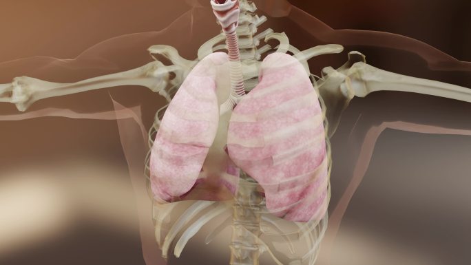 人体呼吸系统肺部解剖动画概念