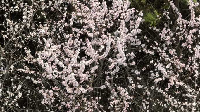 明秦王墓桃花花海航拍西安旅游十里桃花素材