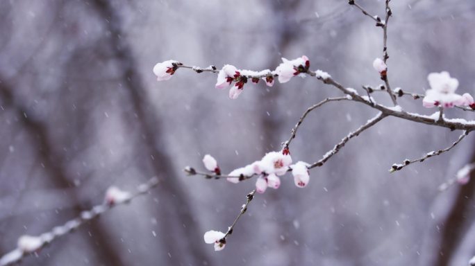 大雪特写空镜，三月大雪桃花春雪