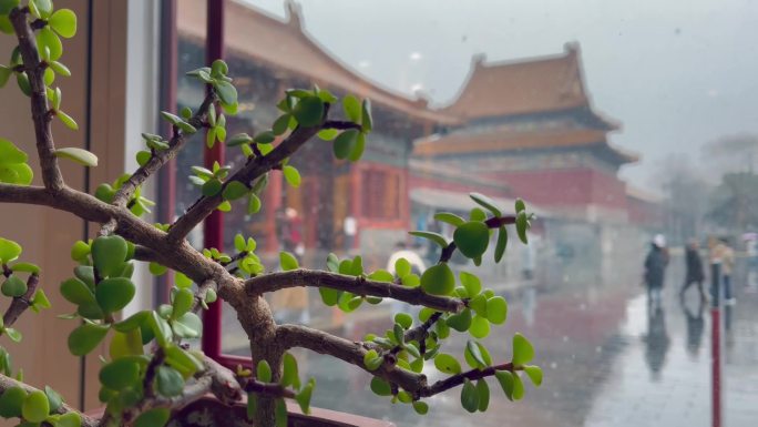 绿植橱窗外下雪的故宫人群游客