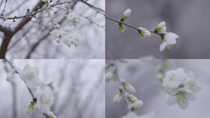 三月桃花春雪