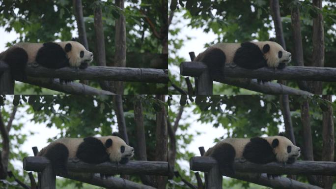 实拍四川大熊猫熊猫基地