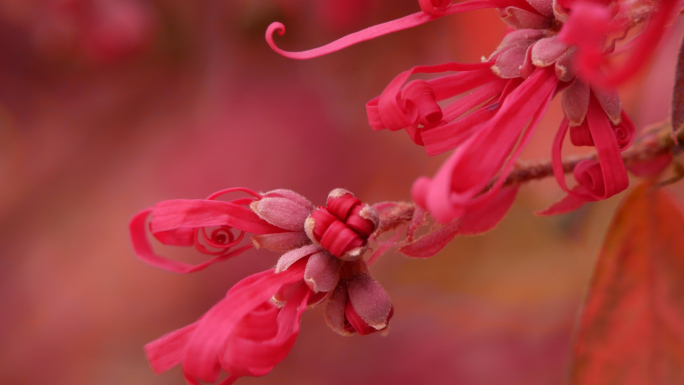 红花檵木 金缕梅花树