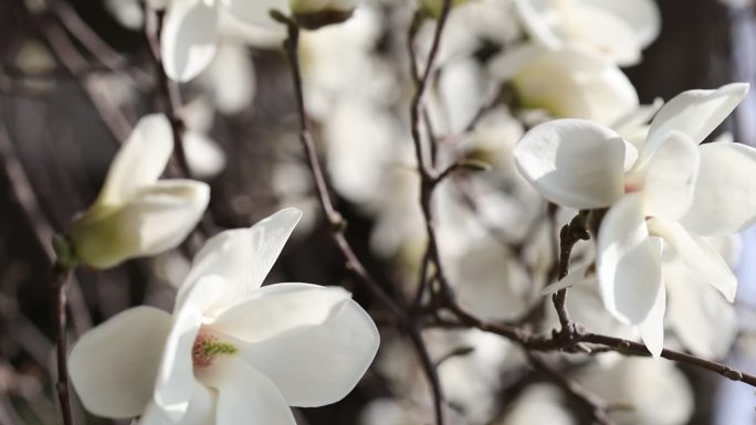 竖版玉兰花开春季花开白色玉兰花玉兰开花