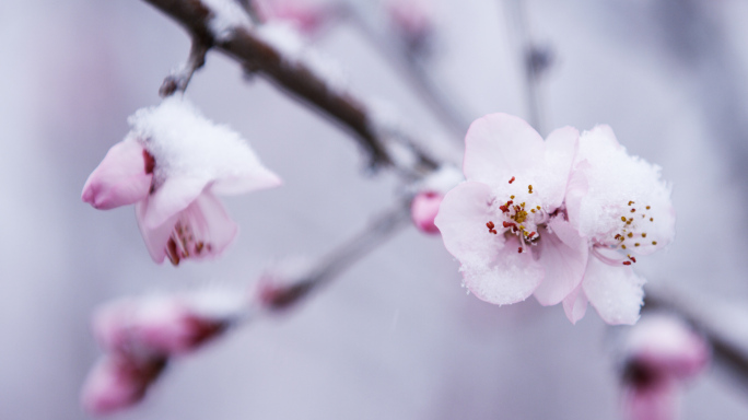 大雪特写，三月春雪，桃花盛开，空镜头特写