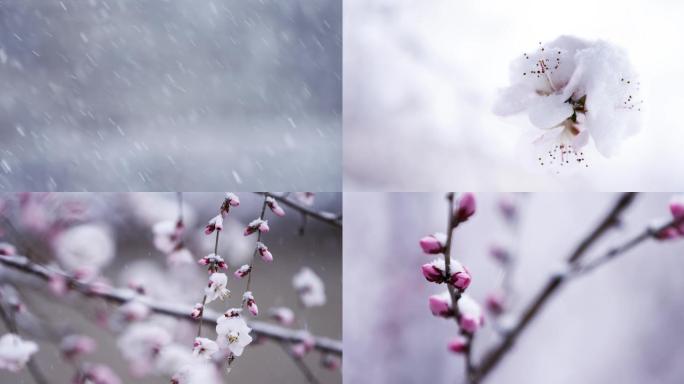 大雪特写，三月春雪，桃花盛开，空镜头特写