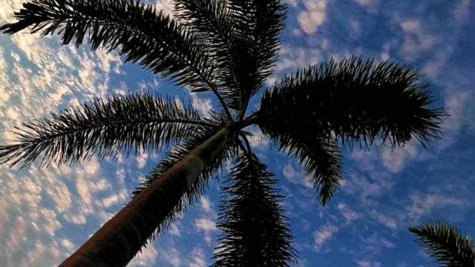 蓝天白云晚霞椰子树唯美