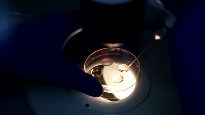 胚胎学家利用细胞进行人工授精。