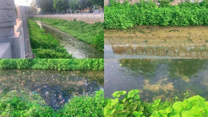 【25元】清澈见底的河涌