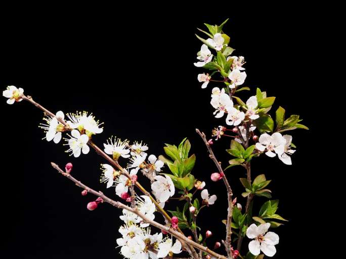 桃花生长延时花盛开