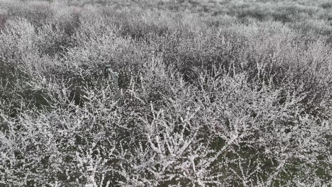 明秦王墓桃花花海航拍西安旅游十里桃花素材