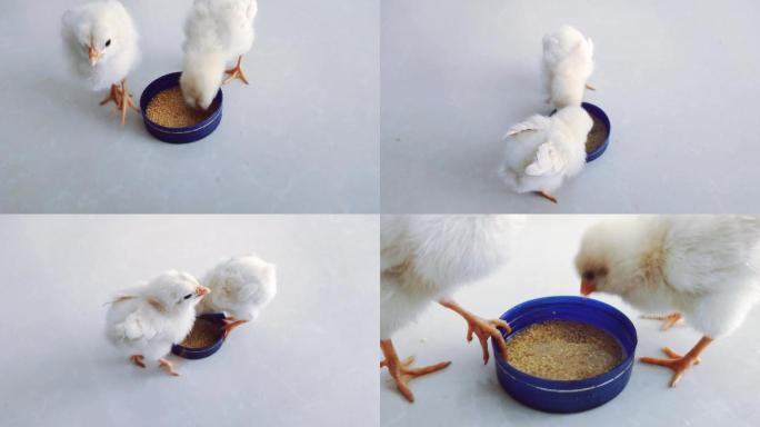 两只小鸡吃米